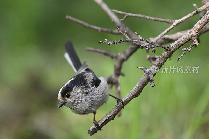 长尾山雀(Aegithalos caudatus)